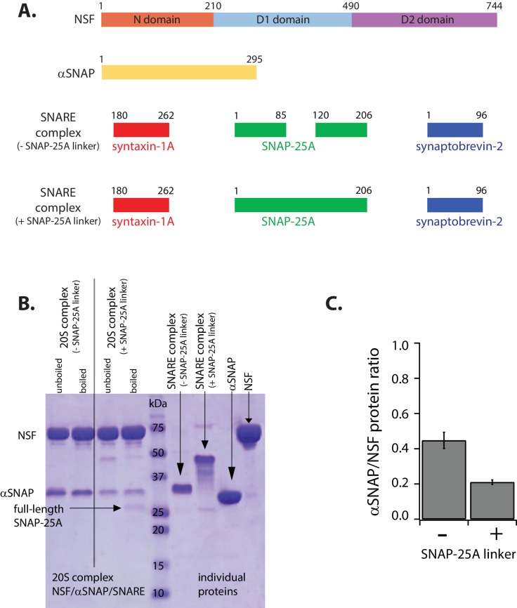 Figure 1—figure supplement 2.