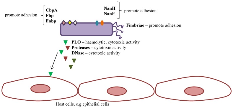 Figure 2