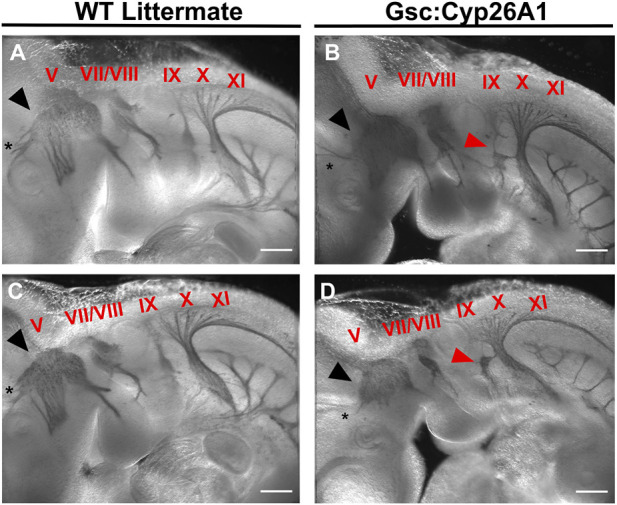 FIGURE 6