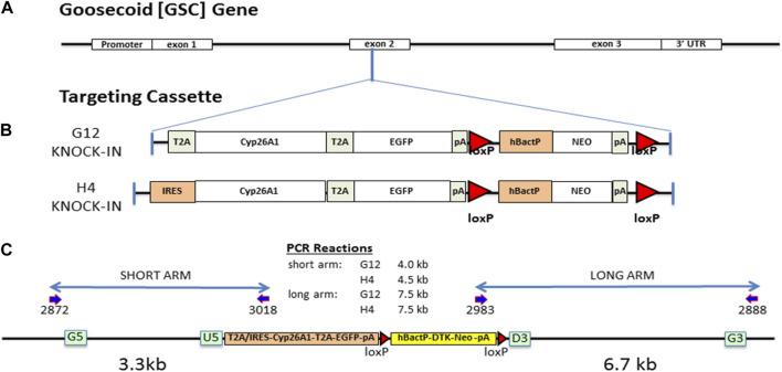 FIGURE 1