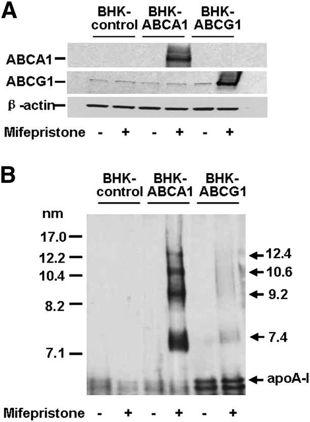 Fig. 5.