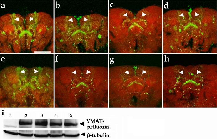 Fig. 6