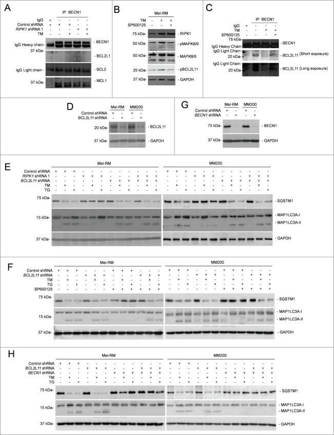 Figure 6 (See previous page).