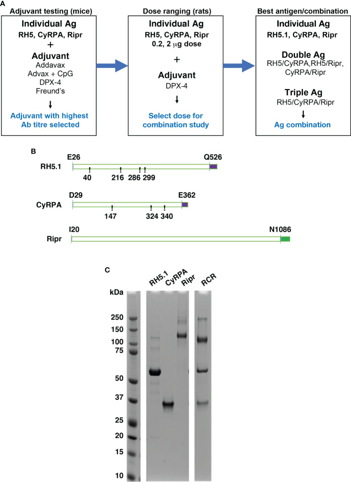 Figure 1