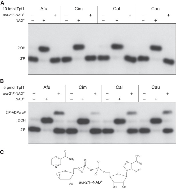 FIGURE 5.