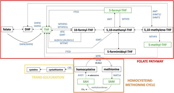 FIGURE 1