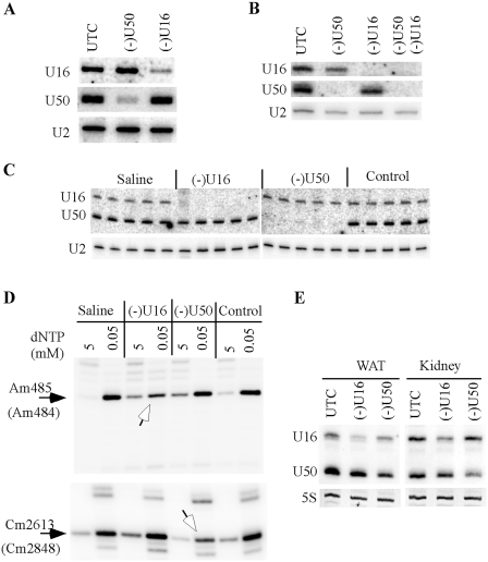 Figure 11.