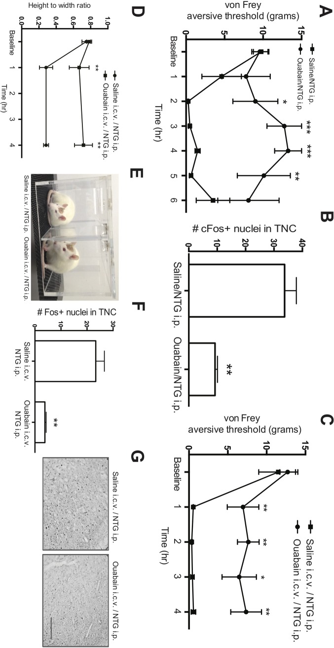 Fig 5