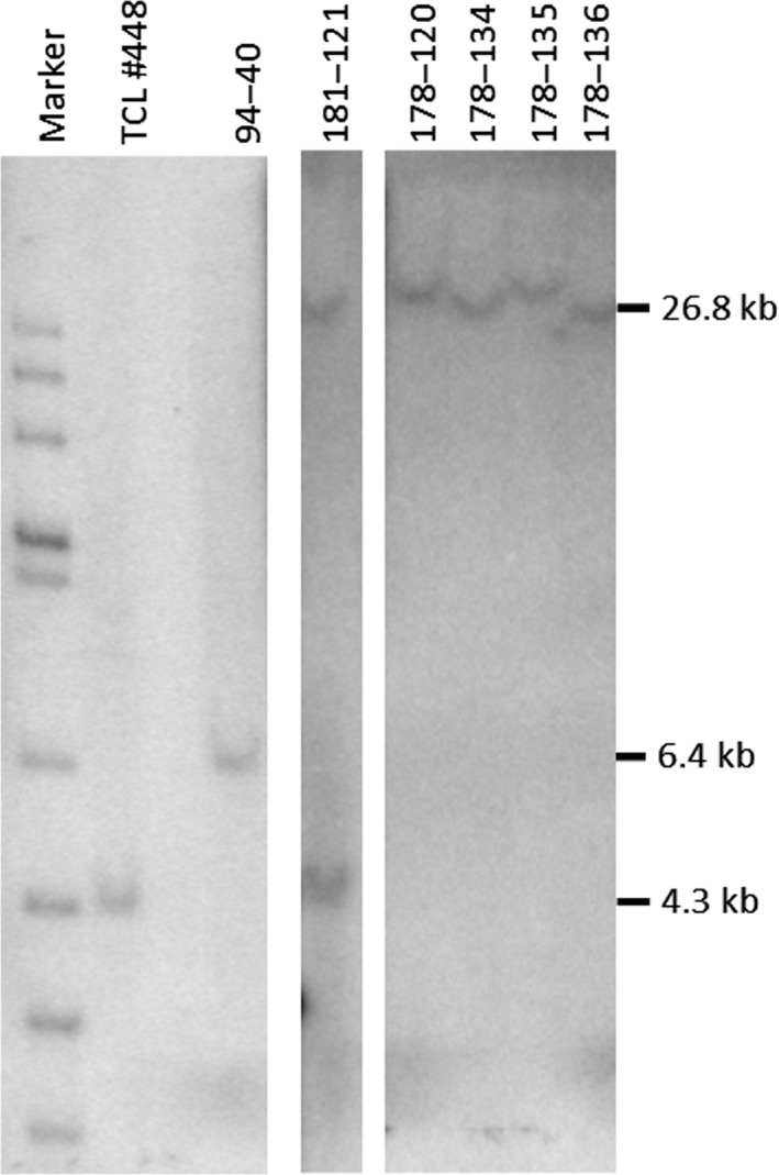 Figure 5