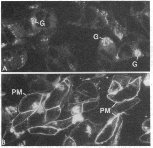 graphic file with name pnas01043-0026-a.jpg