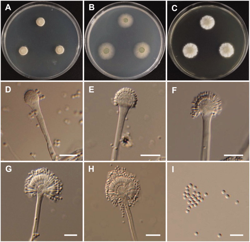 Figure 5.