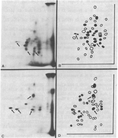 graphic file with name pnas00005-0261-b.jpg