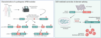 Graphical Abstract
