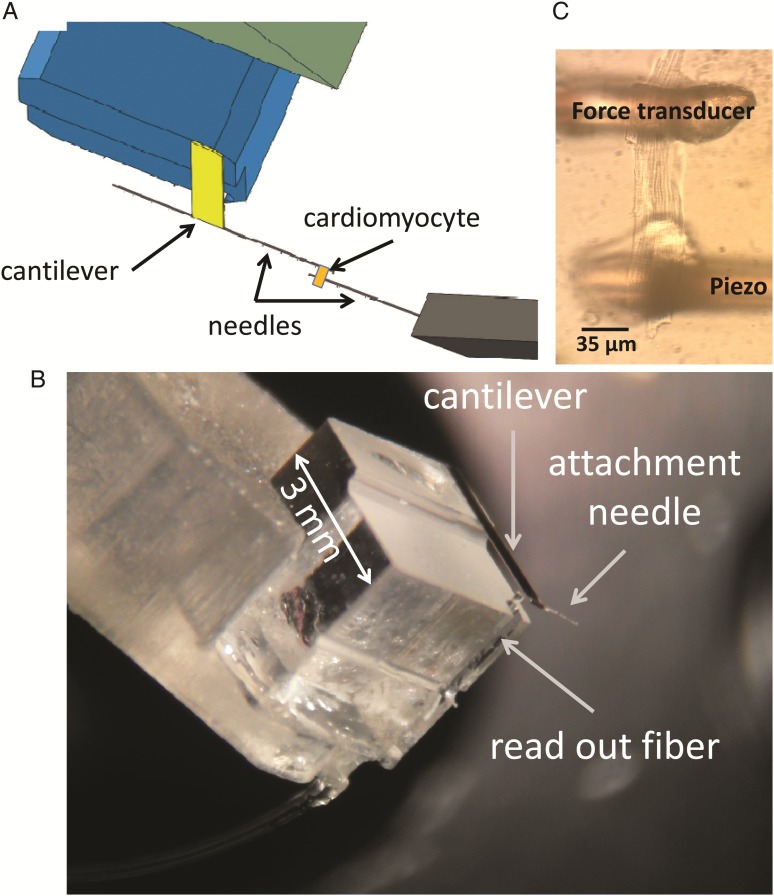 Figure 1