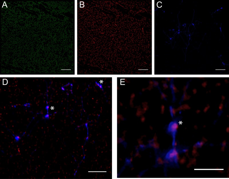 FIG 6 