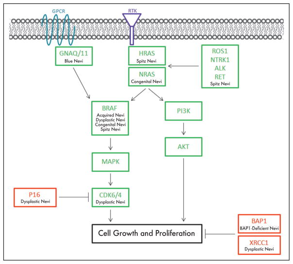 Biologically distinct subsets of nevi - PMC