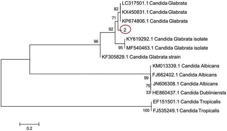 Figure 2