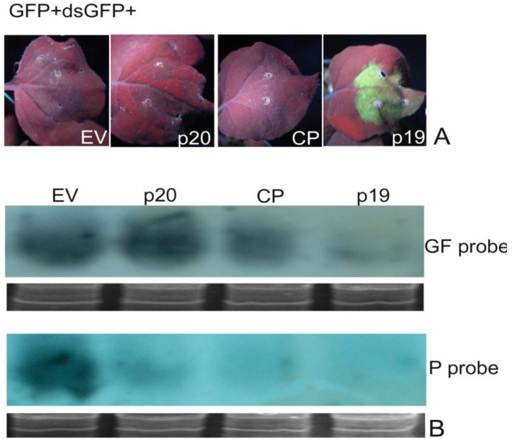 Figure 7