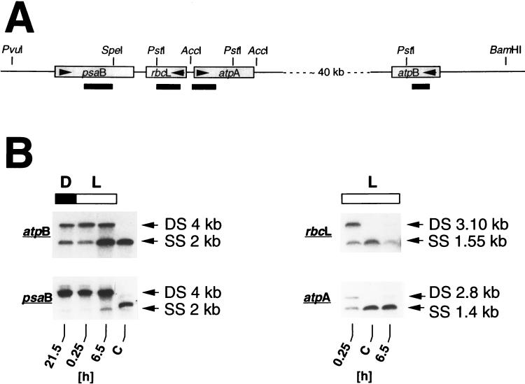 FIG. 1