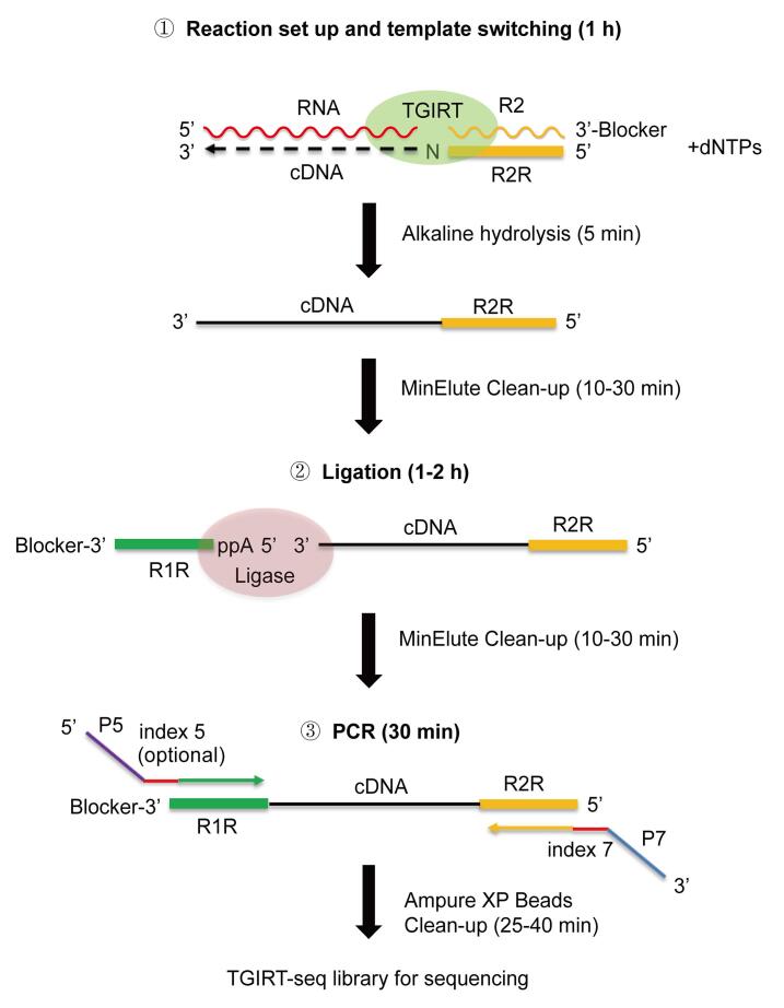 graphic file with name BioProtoc-11-23-4239-ga001.jpg