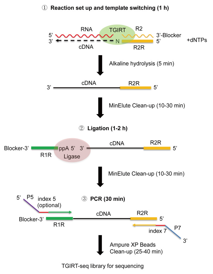 Figure 1.