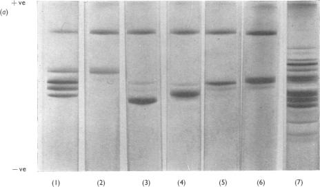 Plate 1 (a)