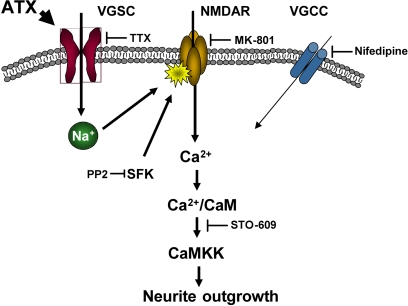 Fig. 11.