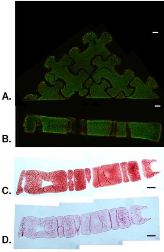 Fig. 6