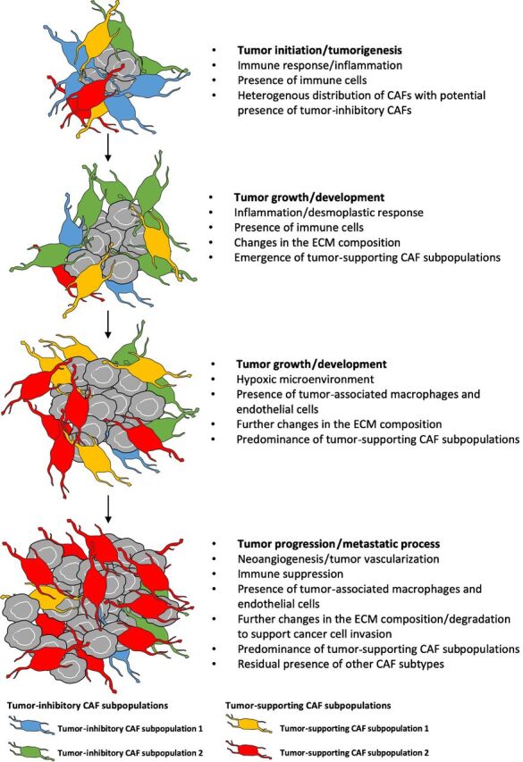 Figure 4. Model for the evolution of CAFs with tumor progression. CAFs are heterogenous and dynamic in nature. Tumor progression could be associated with a decrease of the tumor-inhibitory CAF/tumor-supporting CAF ratio, with highest levels seen at earlier tumor stages as a reaction to tumor emergence followed by a progressive conversion towards a tumor-supporting CAF that overtakes the CAF compartment.