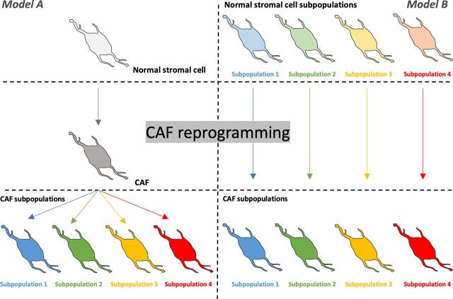 Figure 2. Potential cellular origins of CAFs. Multiple stromal cell types have been proposed as potential origins of CAFs, including resident-tissue normal fibroblasts, adipocytes, pericytes, MSCs, hematopoietic stem cells, epithelial cells, and endothelial cells. How different subpopulations of CAFs are formed in the growing tumor is yet to be fully understood but two main models of CAF transformation and lineage are recognized in the literature. The first of these purports that CAF subpopulations are derived from one type of normal stromal cell that undergoes CAF reprogramming followed by further differentiation that would lead to different CAF varieties and subpopulations (Model A). The second model proposes that CAF subpopulations are derived from different precursor stromal cells in the host tissue (Model B). In both models, CAFs subpopulations can further differentiate into more specialized subpopulations.