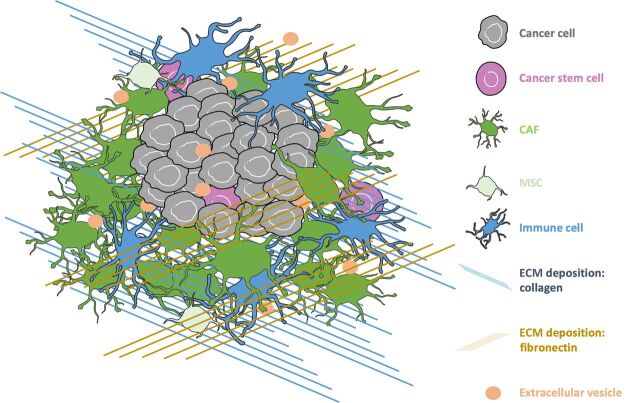 Figure 1. Overview of the TME. In the bulk tumor, cancer cells interact with a complex meshwork of ECM proteins, including collagen and fibronectin. Cancer cells also interact with a milieu of stromal cells, including endothelial cells, pericytes, immune cells, and CAFs. As the tumor develops, cancer cells communicate with the TME through cytokines, growth factors, and extracellular vesicles.