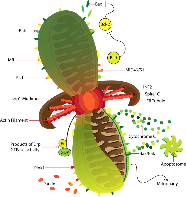 Fig. 1.