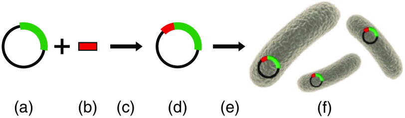 Fig. 19