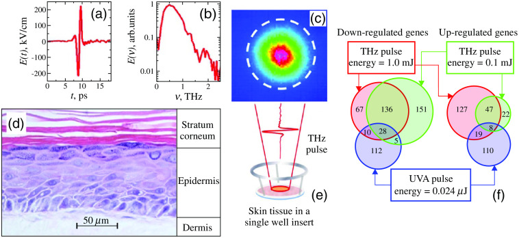 Fig. 14