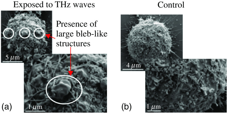Fig. 18