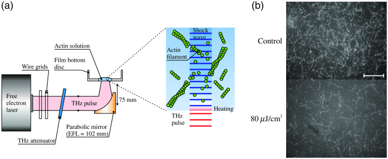 Fig. 10
