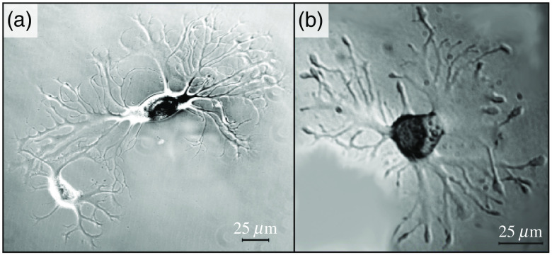 Fig. 16
