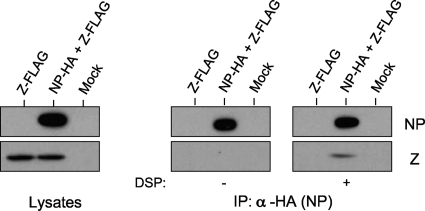 FIG. 1.