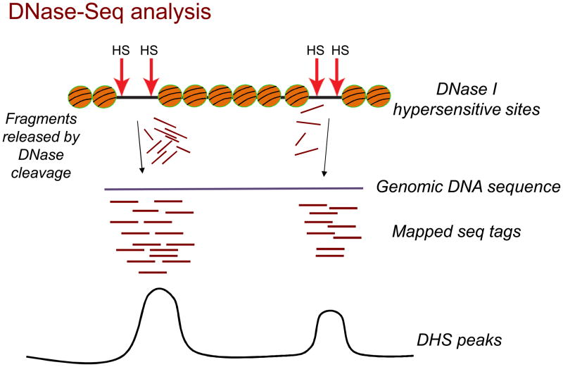 Isolation of Nuclei for use in Genome-wide DNase Hypersensitivity ...