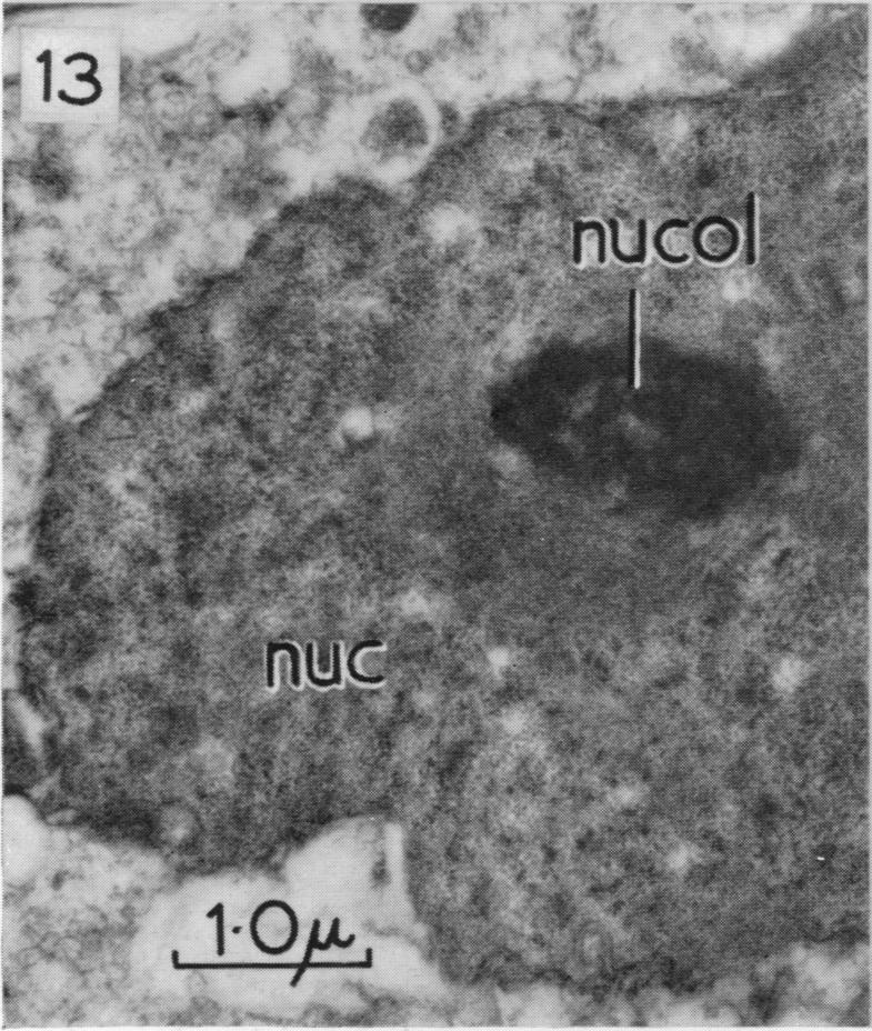 Fig. 13