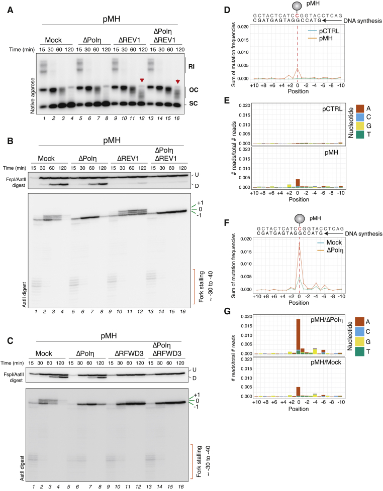 Figure 2