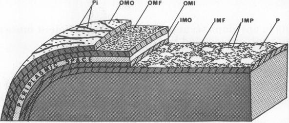 graphic file with name pnas00063-0468-a.jpg