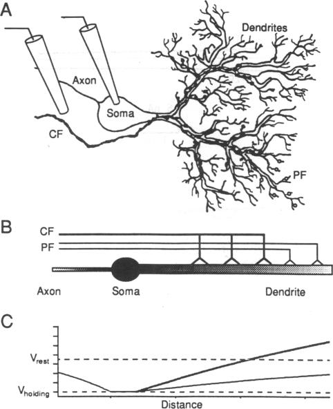 graphic file with name pnas01086-0301-a.jpg