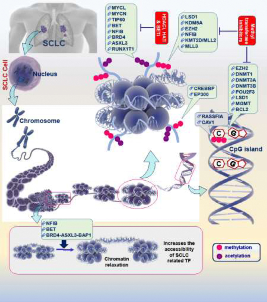 Figure 1: