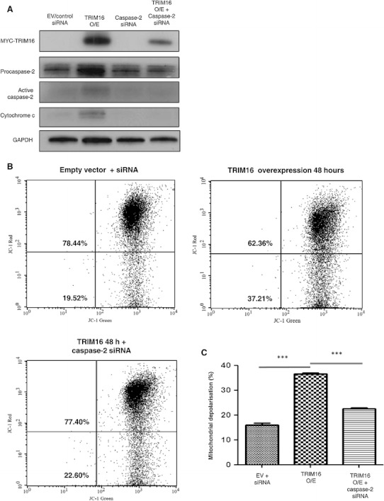 Fig. 6