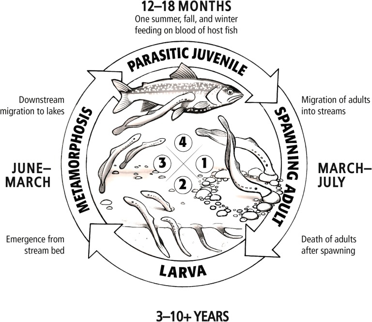 Figure 4: