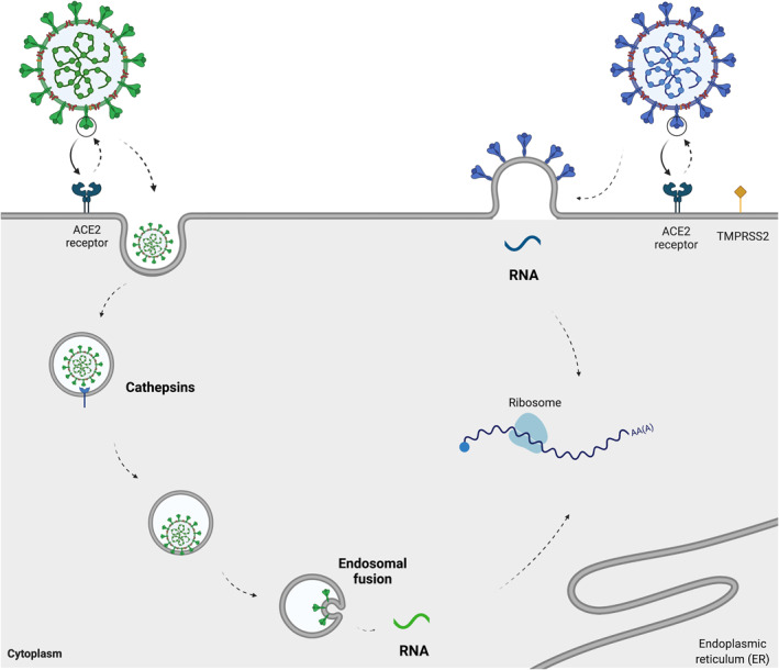 FIGURE 2