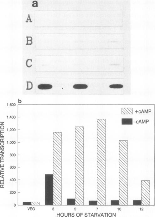 graphic file with name molcellb00058-0064-a.jpg