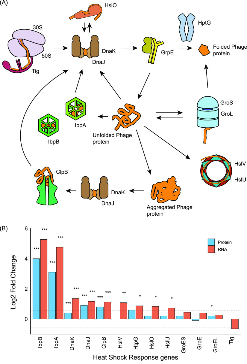 FIG 7