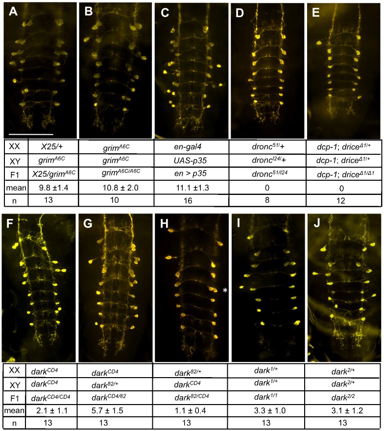 Fig. 10.